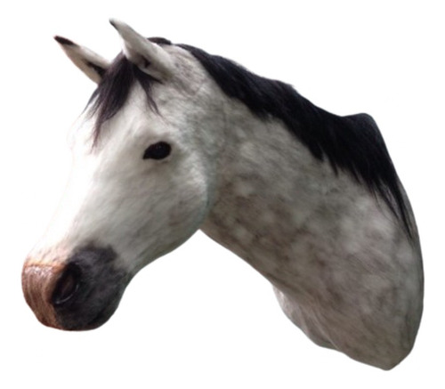 Animales Disecados 100% Artificiales Caballo