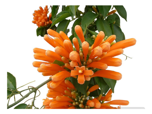 Trompeta De San Juan / Bignonia De Invierno
