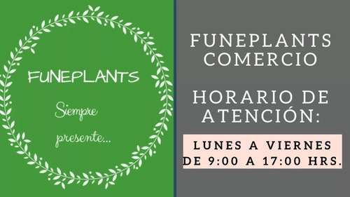 Plantas De Interior Artificiales - Ficus Disciplinado