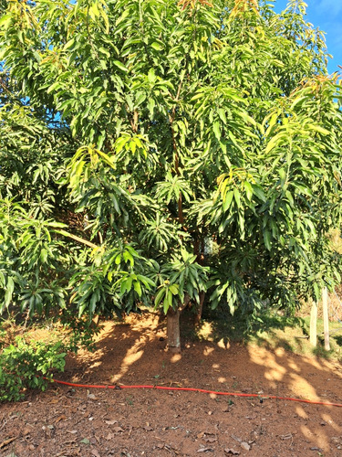 Chácara Ouro Fino Sul De Minas
