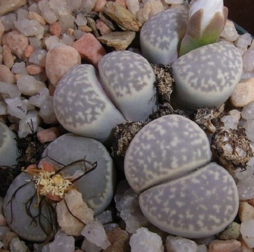 20 Semillas De Lithops Amicorum + Instructivo