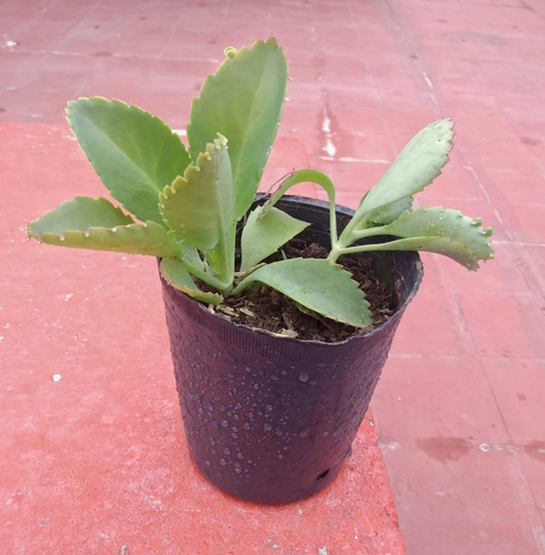 Kalanchoe Pinnata (plantin Doble) (bryophyllum Pinnatum)
