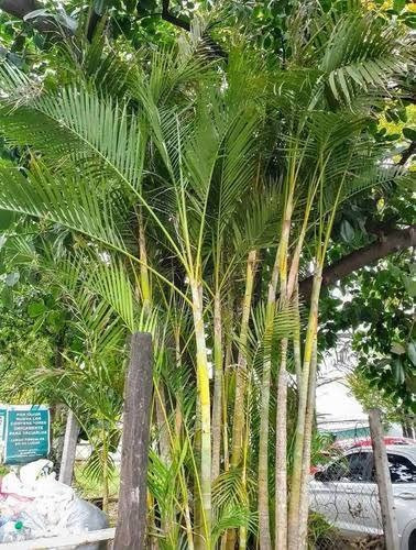 35 Semillas De Palmera Areca Dypsis Lutescens