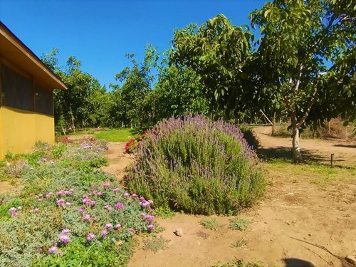 Imagen 15 de 21 de Agrícola En Venta En Curacaví Con Producción De 73 Nogales