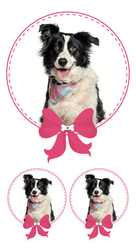 Sticker Border Collie Niña 3 Pza Impresion Alta Calidad 