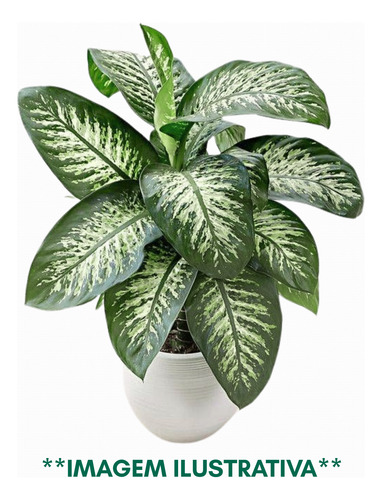 Planta Comigo Ninguém Pode Rajadinha - Dieffenbachia Amoena