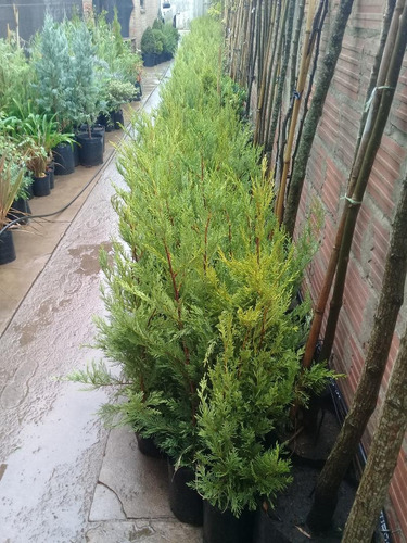 Leylandii, (consulte Por Diferentes Tamaños, Hay Stock.).-
