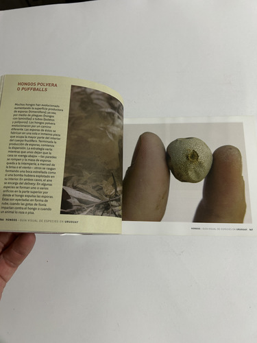 Libro Hongos - Guía Visual Especies Uruguay Vol Ii - Nuevo