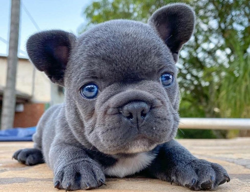 Bulldog Francés Blue Cachorro Macho Ojos Celestes 