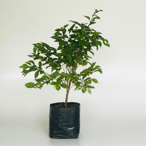 Muda De Gabiroba Lisa - Planta Natíva - Guabiroba - Gabiraba