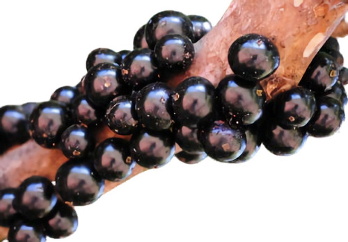 30 Semillas De Guayaba Jaboticaba (plinia Cauliflora) | Mercado Libre