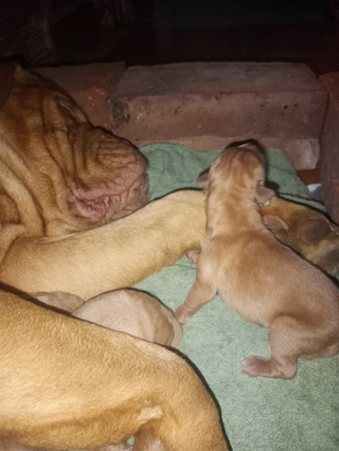 Venta De Cachorros Dogo De Burdeo