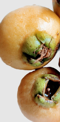 Pomarrosa Perita Zizigium J. No Semilla Dulce Envío Gratis