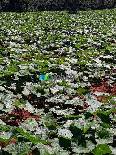 Imagem 7 de 7 de Fazenda - Zona Rural - Ref: 5072 - V-mta5072