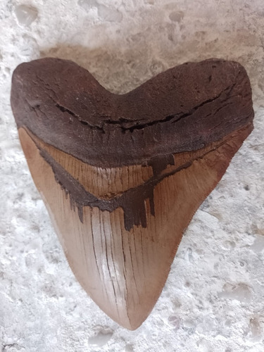 Diente De Megalodon Fabricado Con Resina De Alta Calidad.