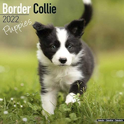 Libro: Border Collie Puppies Calendar- Calendario De De De