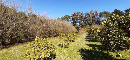 Fraccion De 8.1000 M² Parquizada Y Forestada