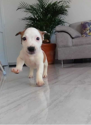 Cachorros Jack Russell Terrier Patas Cortas Puros Garantía 