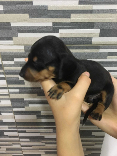 Imagen 1 de 10 de Perros Salchichas Mini 70365966