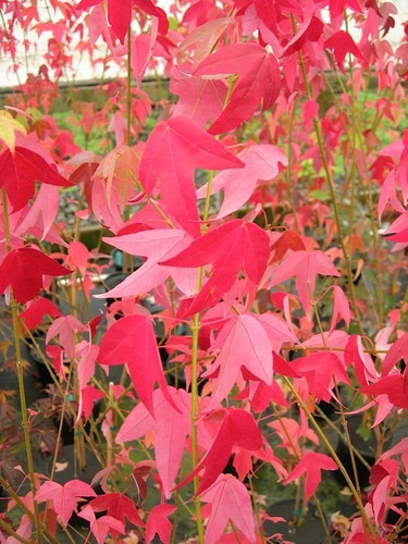 1 Arbolito De Arce De Fuego  Acer Buergeranium  Rojo Unico