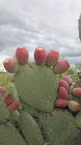 300 Semillas Nopal Tunero, Tuna Roja Opuntia Ficus, Nv