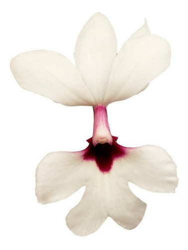 Orquídea Calanthe Vestita Planta Adulta