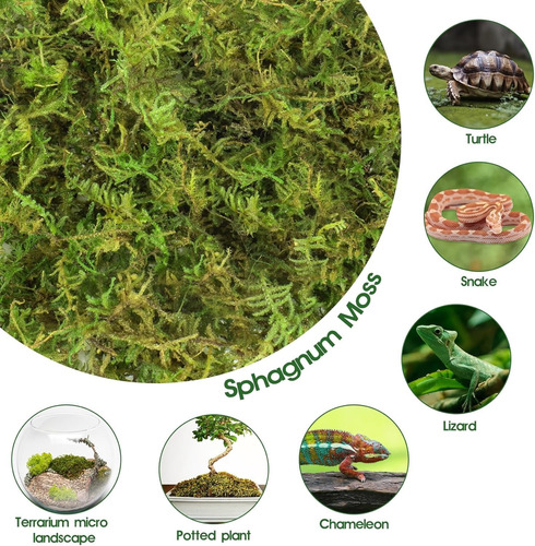 Musgo Sphagnum Deshidratado 150g Para Orquídeas Carnívoras