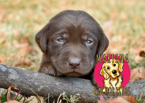 Los Mas Lindos Bebés Labrador - Martina Cachorritos