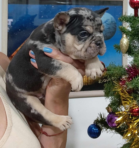 Bulldog Francés Merles