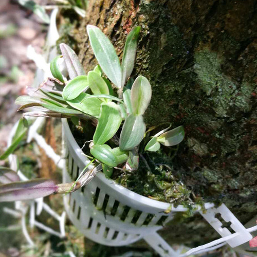 Macetas Para Plantar Flores Con Dendrobium Para Plantar Orqu