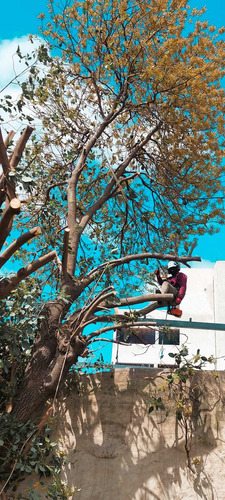 Imagen 4 de 10 de Poda De Árboles Tala Y Extraccion Palmera Whatsp 1528694955