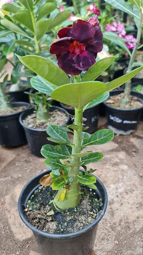 Rosa Do Deserto Negra Muda
