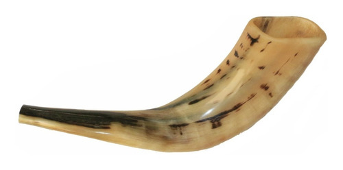 Imagem 3 de 5 de Shofar Chifre De Carneiro De Tocar - De Israel