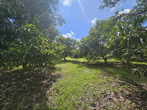 Oportunidad De Inversión Se Vende Finca En El Espinal,tolima
