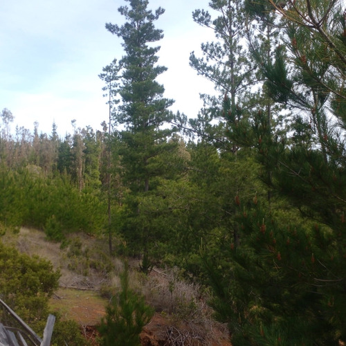 Lindo Sitio Con Bosque En La Cercanía De Pichilemu