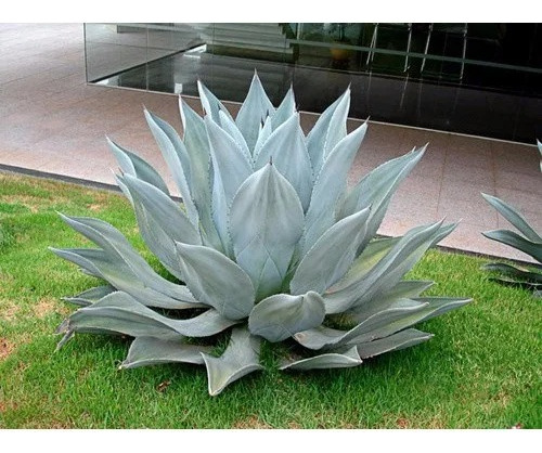 Suculenta Agave Purry Azul 02 Mudas Saudáveis + Brinde!