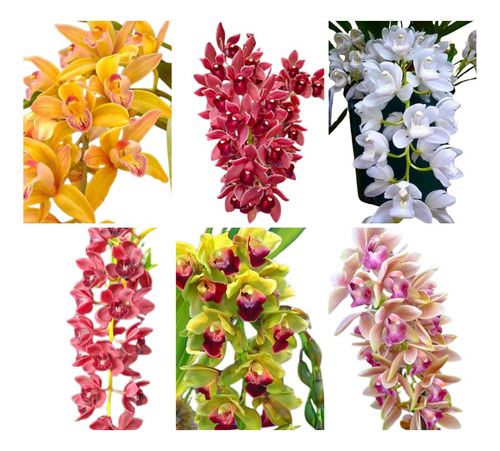 6 Mudas Orquideas Cymbidium Pendentes Rara