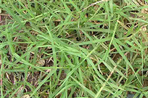 1/2 Kg Semillas De Pasto Cynodon Dactylon - Bermuda ComĂșn