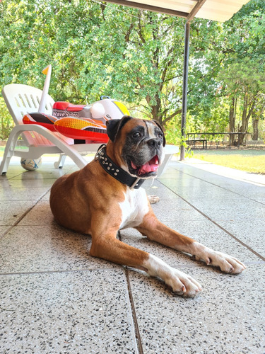 Servicio Monta Boxer Macho