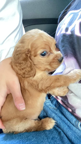 Cocker Spaniel Hembra En Quito Hembra