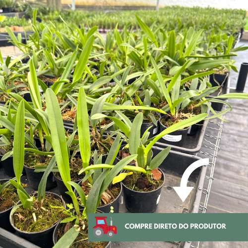 12 Mudas Orquidea Cattleya Pronta Entrega