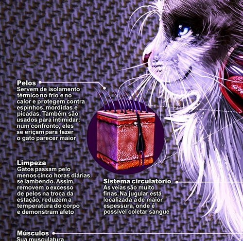 04 Poster 60x90cm Anatomia Corpo De Cães Gatos Veterinária