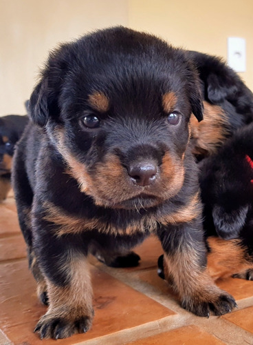 Filhote De Rottweiler De Alto Padrão Com Pedigree Cbkc