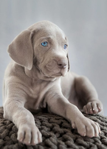 Filhotes De Weimaraner