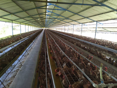 Granja De Gallinas Ponedoras Valencia Edo Carabobo C-2341358