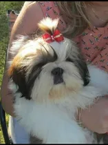 Comprar Shih Tzu Con Pedigree