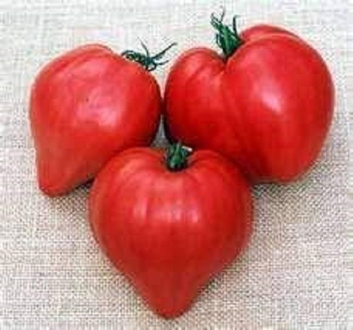 Tomate con forma de corazón de res, 0,1 g de semillas, excelente sabor