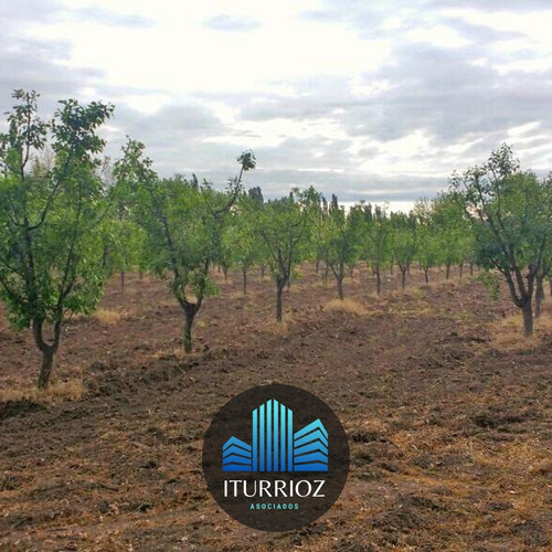 Imagen 2 de 10 de En Venta Finca General Alvear Mendoza