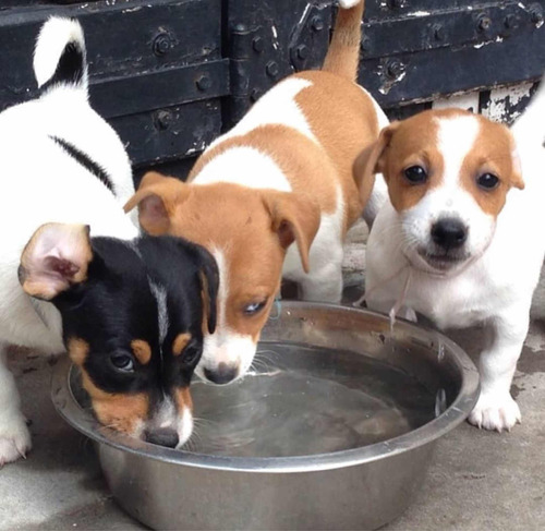 Cachorros Jack Russell 100% Puros