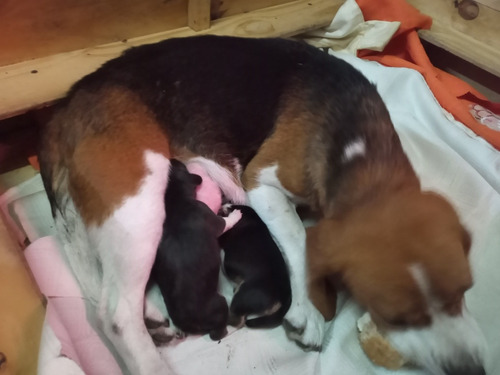 Cachorrita Beagle Para Reserva Recien Nacidos Mercado Libre Cachorrita Beagle Para Reserva Recien Nacidos Mercado Libre